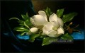 Riesen Magnolias auf einem blauen Samtstoff romantische Blume Martin Johnson Heade